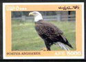 American Bald Eagle
