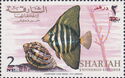 Sailfin Tang (Zebrasoma veliferum)