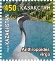 Demoiselle Crane (Anthropoides virgo)