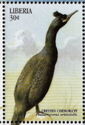 Crested Cormorant (Phalacrocorax aristotelis)