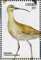 Whimbrel (Numenius phaeopus)