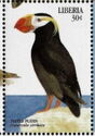 Tufted Puffin (Fratercula cirrhata)