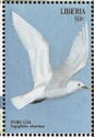 Ivory Gull (Pagophila ebumea)