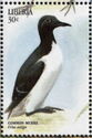 Common Murre (Uria aalge)