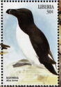 Razorbill (Alca torda)