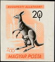 Eastern Grey Kangaroo (Macropus major)