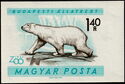 Polar Bear (Ursus maritimus)