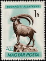 Alpine Ibex (Capra ibex)