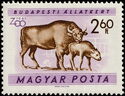 European Bison (Bos bonasus)