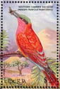 Southern Carmine Bee-Eater (Merops nubicus nubicoides)