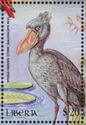 Shoebill (Balaeniceps rex)