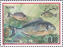 Gilt-head Bream (Sparus aurata)