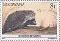 Southern African Hedgehog (Erinaceus frontalis)