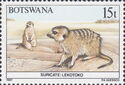Meerkat (Suricata suricatta)