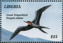 Great Frigatebird (Fregata minor)