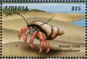 Hermit Crab (Pagurus pollinaris)