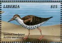Spotted Sandpiper (Actitis macularius)