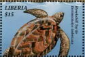 Hawksbill Sea Turtle (Eretmochelys imbricata)