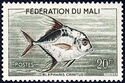 African Pompano (Blepharis crinitus)