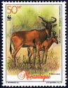 Lichtenstein's Hartebeest (Alcelaphus lichtensteinii)