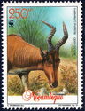 Lichtenstein's Hartebeest (Alcelaphus lichtensteini)