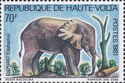 African Elephant (Loxodonta africana)