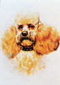 Poodle / Пудел