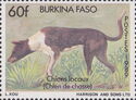 Hunting Dog (Canis lupus familiaris)