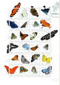Butterflies of Saint Eustatius