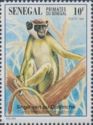 Green Monkey (Cercopithecus aethiops sabaeus)