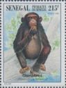 Chimpanzee (Pan troglodytes)