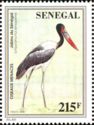 Saddle-billed Stork (Ephippiorhynchus senegalensis)