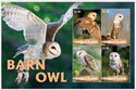 Barn Owl