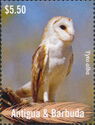 Barn Owl
