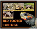 Red-Footed Tortoise