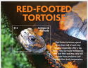 Red-Footed Tortoise