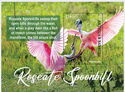 Roseate Spoonbill
