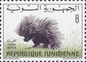 Crested Porcupine (Hystrix cristata)