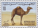 Dromedary (Camelus dromedarius)