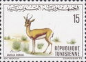 Dorcas Gazelle (Gazella dorcas)
