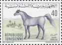 Berber Horse (Equus ferus caballus)