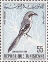 Great Grey Shrike (Lanius excubitor)