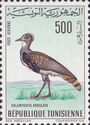 Houbara Bustard (Chlamydotis undulata) 