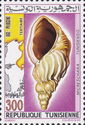 Gastropod (Micreschara tunisiensis)