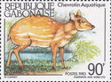 Water Chevrotain (Hyemoschus aquaticus) 