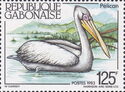 Pink-backed Pelican (Pelecanus rufescens)