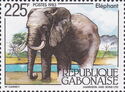 African Elephant (Loxodonta africana)