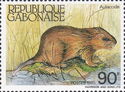 Greater Cane Rat (Thryonomys swinderianus) 