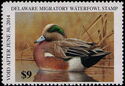 American wigeon (Mareca americana)