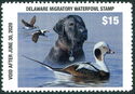 Long-tailed duck (Clangula hyemalis), black labrador